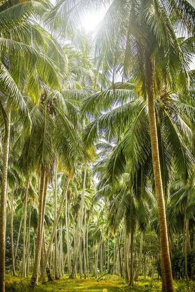 Floresta de palmeiras — Fotografia de Stock