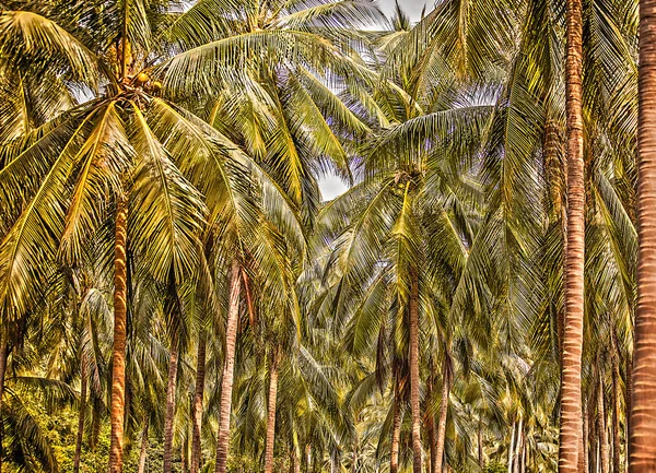 Floresta de palmeiras — Fotografia de Stock