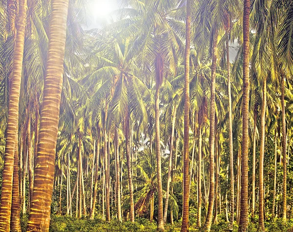 Пальмовый лес — стоковое фото
