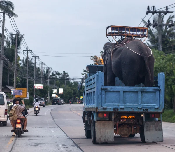 Elefant on a car — Stock Photo, Image