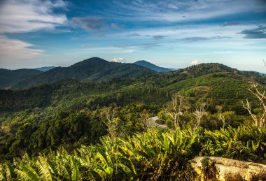 şaşırtıcı tropikal peyzaj