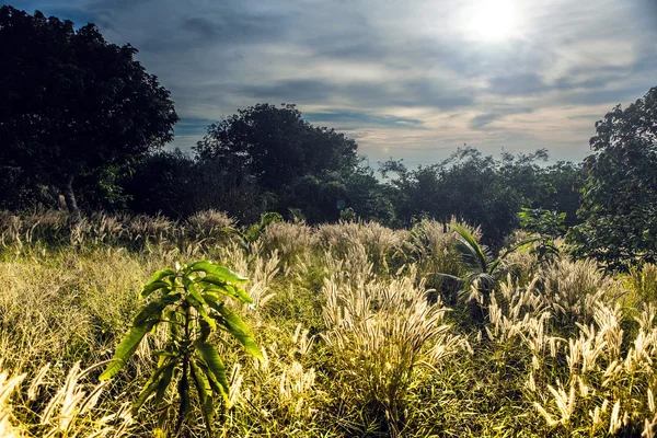 Paisaje de isla tropical con cielo perfecto al amanecer —  Fotos de Stock