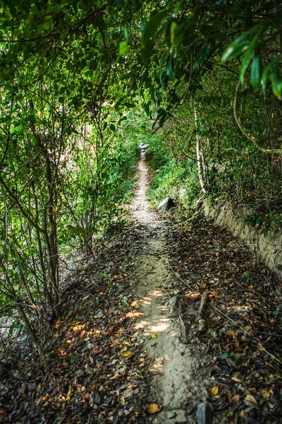 Caminho na floresta tropical — Fotografia de Stock