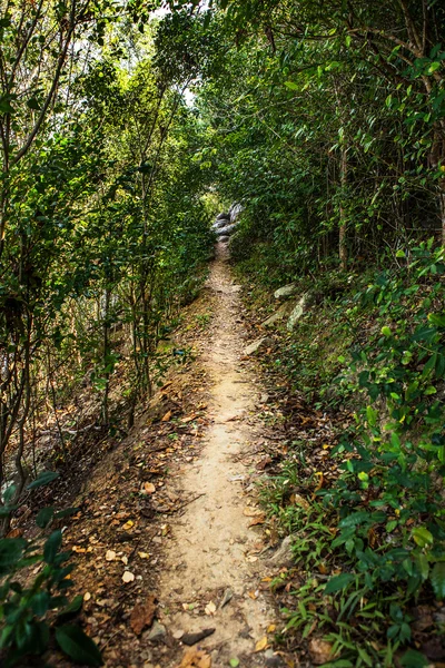熱帯雨林のパス — ストック写真