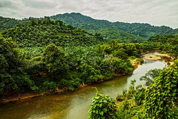 Rivier in jungle. — Stockfoto