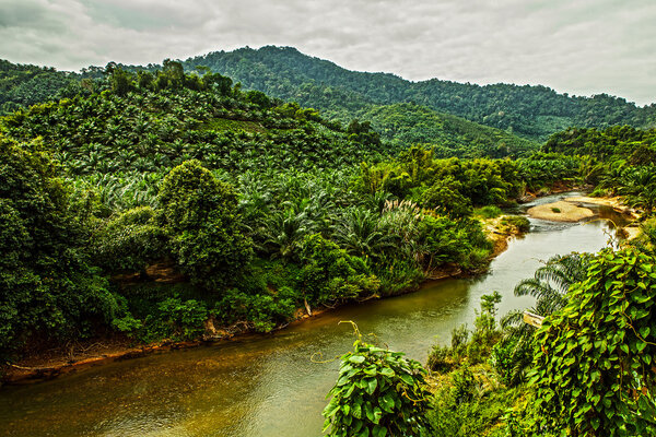  River in jungle.