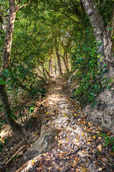 Шлях у тропічному лісі — стокове фото