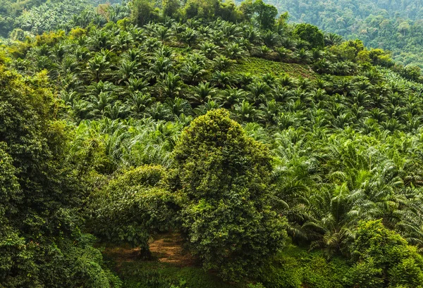 Paesaggio foresta pluviale — Foto Stock