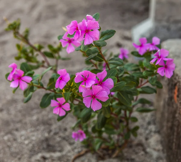 Pink flowers with green leaves — Stock Photo, Image