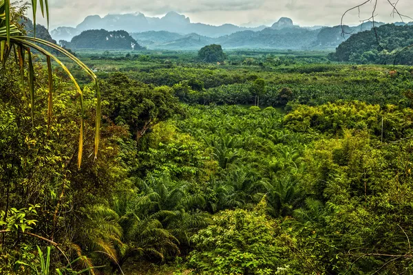 Tailandia bosque lluvioso paisaje — Foto de Stock