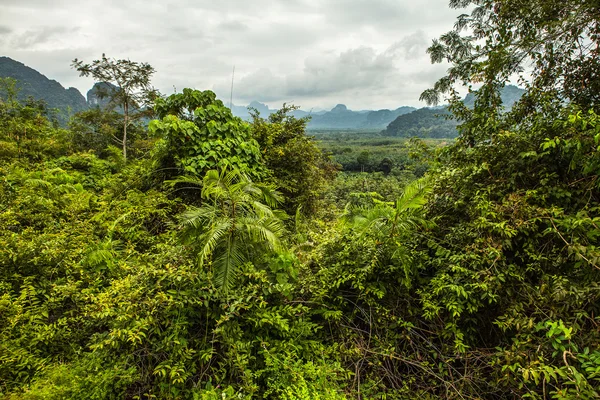 Thailändische Regenwaldlandschaft — Stockfoto