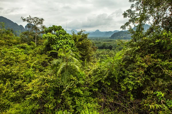 Tailandia bosque lluvioso paisaje —  Fotos de Stock