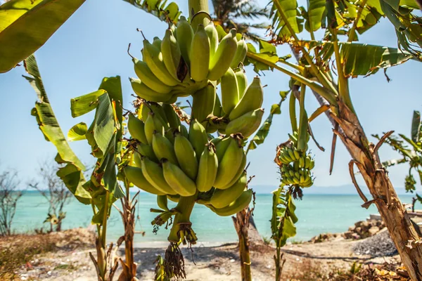 Bunch of bananas on tree — Stock Photo, Image