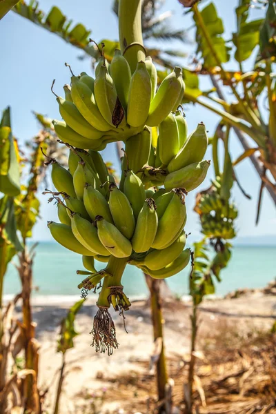 Um bando de bananas na árvore — Fotografia de Stock