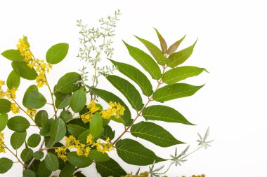 beyaz arkaplanda yeşil izin