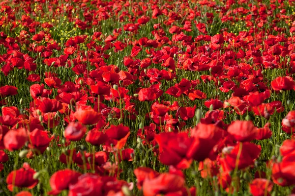 Red poppies — Stock Photo, Image