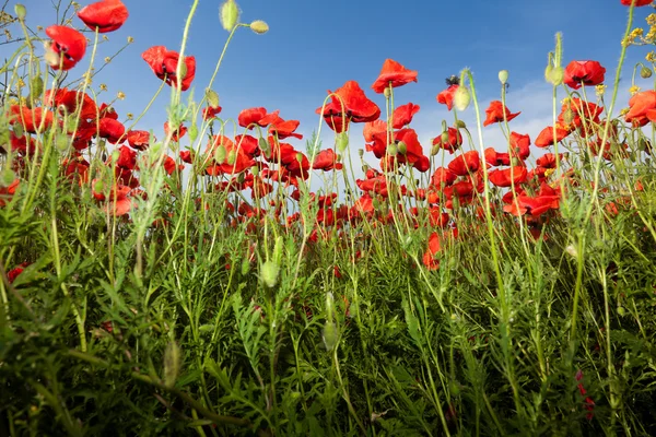 Red poppies — Stock Photo, Image