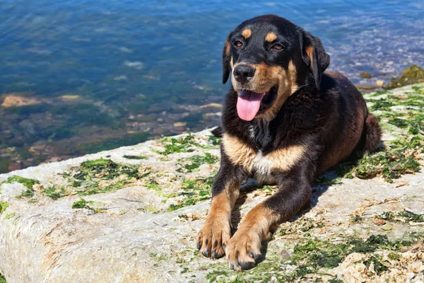 Perro negro en la playa — Foto de Stock