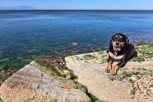 Perro negro en la playa — Foto de Stock