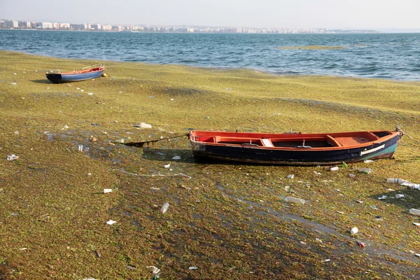 海藻和垃圾 — 图库照片