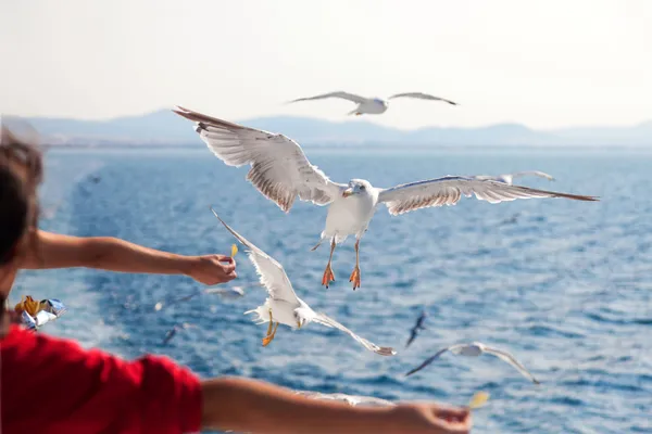 Nourrir les mouettes à la main — Photo