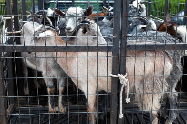 Ziegen im Heck des Lastwagens verladen — Stockfoto