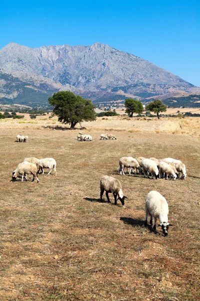 Kudde schapen — Stockfoto