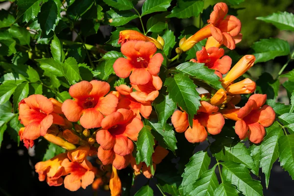 橙色的花 — 图库照片