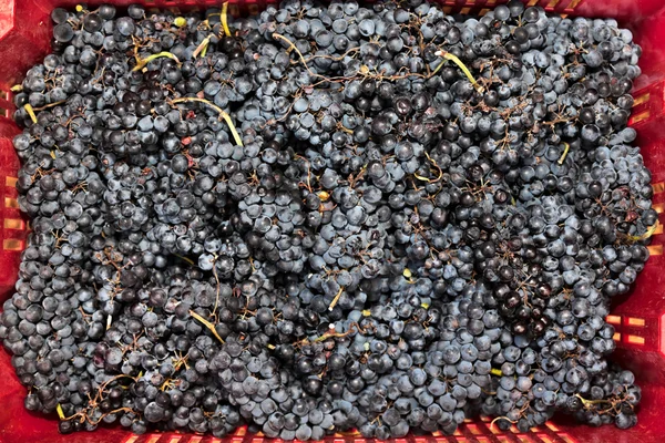 Skrzynie pełne winogron — Zdjęcie stockowe