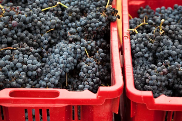 Cajas llenas de uvas —  Fotos de Stock