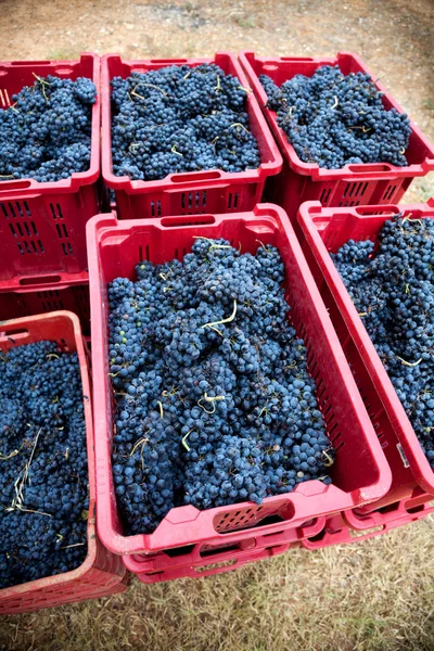 Cajas llenas de uvas —  Fotos de Stock