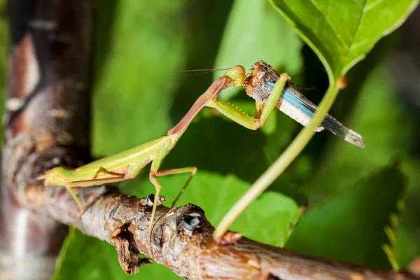 Rezando Mantis comer um grilo — Fotografia de Stock