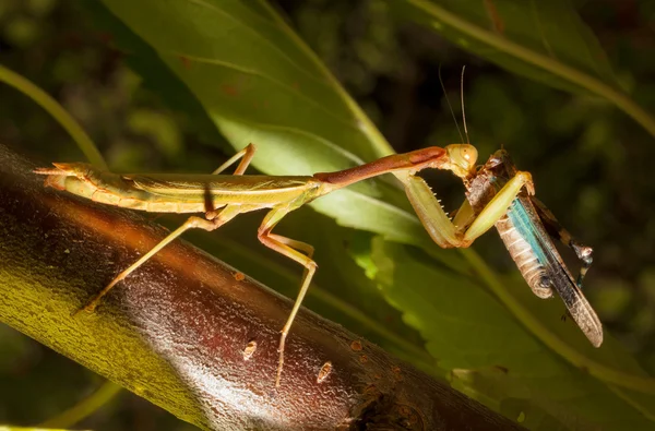 Rezando Mantis comer um grilo — Fotografia de Stock