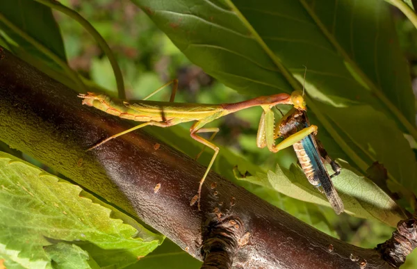 Praying Mantis eating a cricket — Stock Photo, Image
