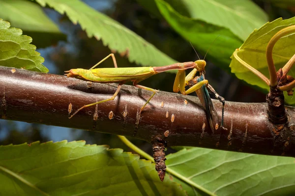 Praying Mantis eating a cricket — Stock Photo, Image