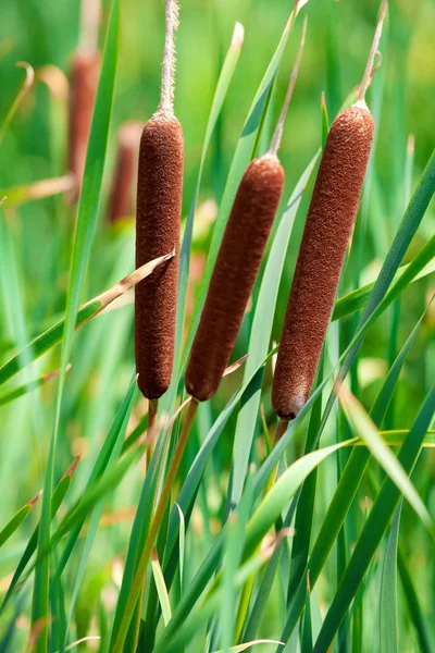 Rohrkolben & Schilf im Teich — Stockfoto