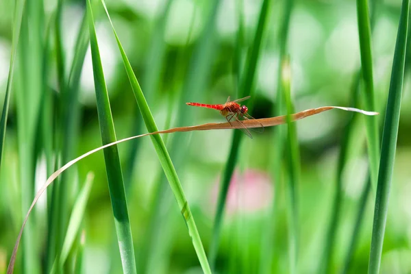 Spangled Skimmer Dragonfly (Libellula cyanea) — Stock Photo, Image