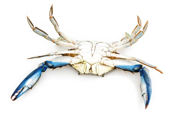 Blå krabbe – stockfoto