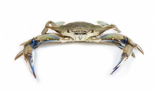 Blauwe krab — Stockfoto