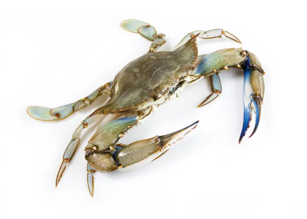 Crabe bleu — Photo