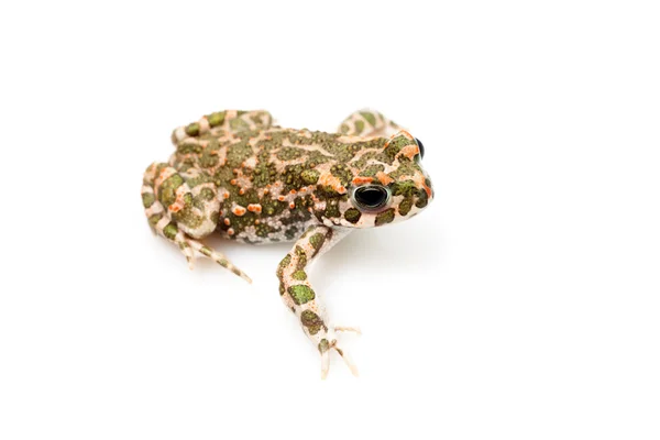 Green toad (Bufo viridis) isolated on white background — Stock Photo, Image