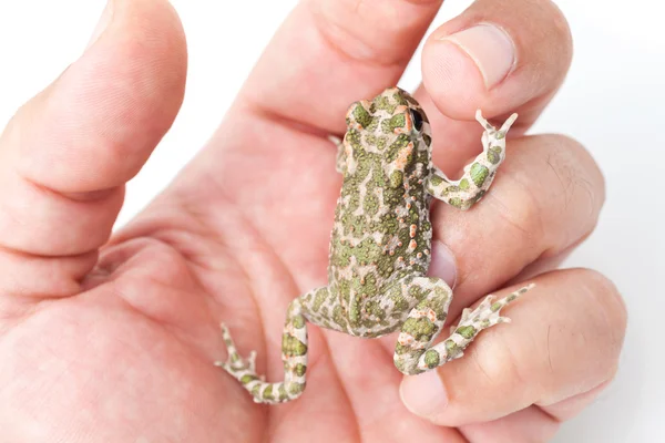 Green toad (Bufo viridis) isolated on white background — Stock Photo, Image