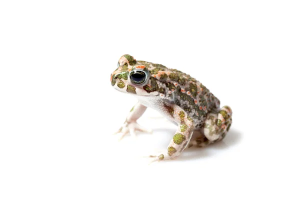 Sapo verde (Bufo viridis) isolado sobre fundo branco — Fotografia de Stock