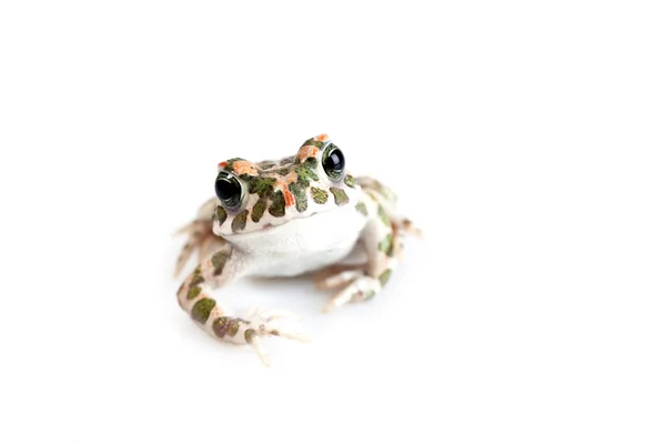 Sapo verde (Bufo viridis) isolado sobre fundo branco — Fotografia de Stock