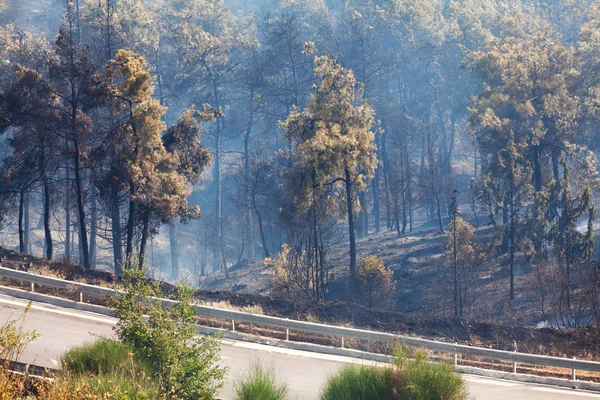 Fire Department Extinguishes a forest fire — Stock Photo, Image