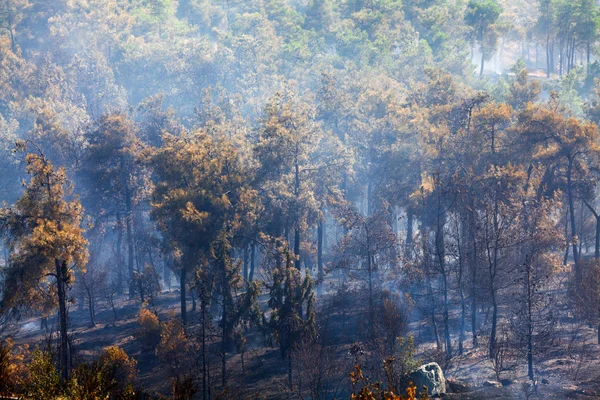 Departamento de Bomberos Extingue un incendio forestal — Foto de Stock
