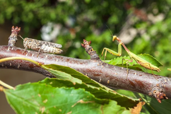 Praying Mantis vs Grasshopper — Stock Photo, Image