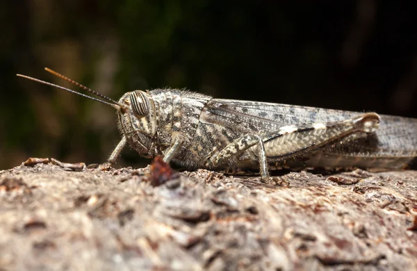 Grasshopper — Stock Photo, Image