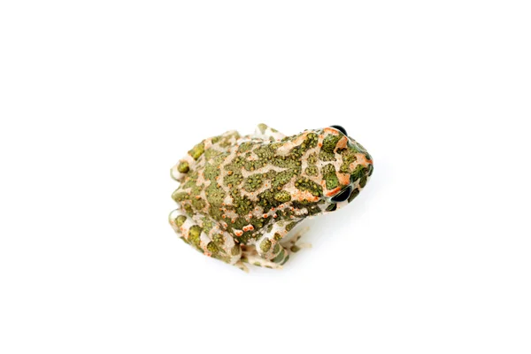 Sapo verde (Bufo viridis) isolado sobre fundo branco — Fotografia de Stock