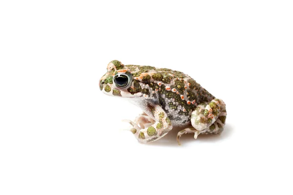 Sapo verde (Bufo viridis) isolado sobre fundo branco — Fotografia de Stock